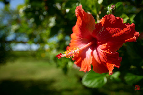 Hibiscus Royal Tahitien © Laurent Minh 2019