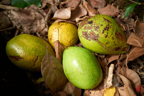 Avocats Tahiti © Laurent Minh 2019