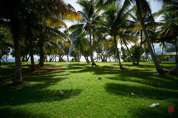 Cocotiers © Laurent Minh 2019