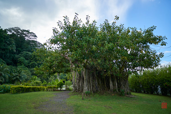 Ficus elastica Vaipahi © Laurent Minh 2019