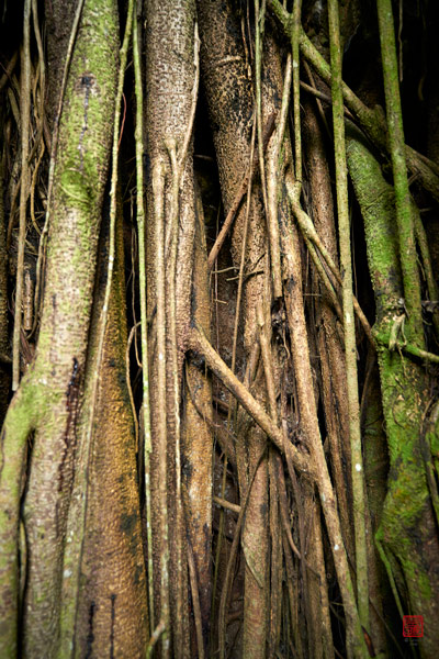 Ficus elastica Vaipahi © Laurent Minh 2019