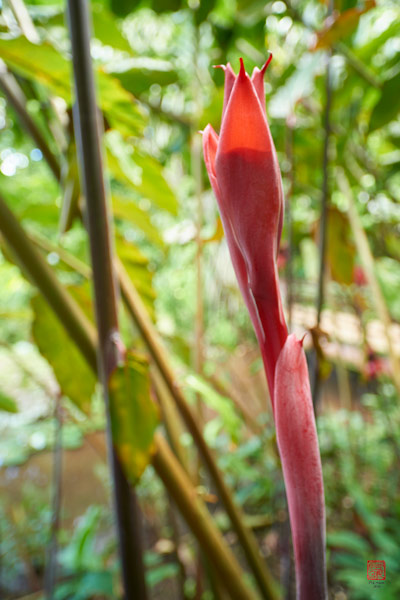 Lutheria splendens Vaipahi © Laurent Minh 2019