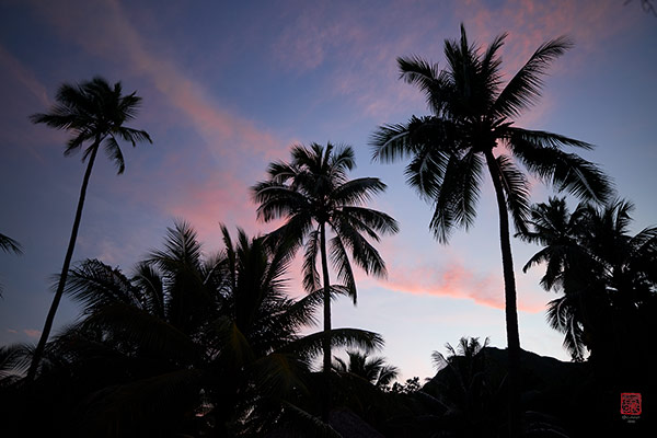 Cocotiers Moorea © Laurent Minh 2019